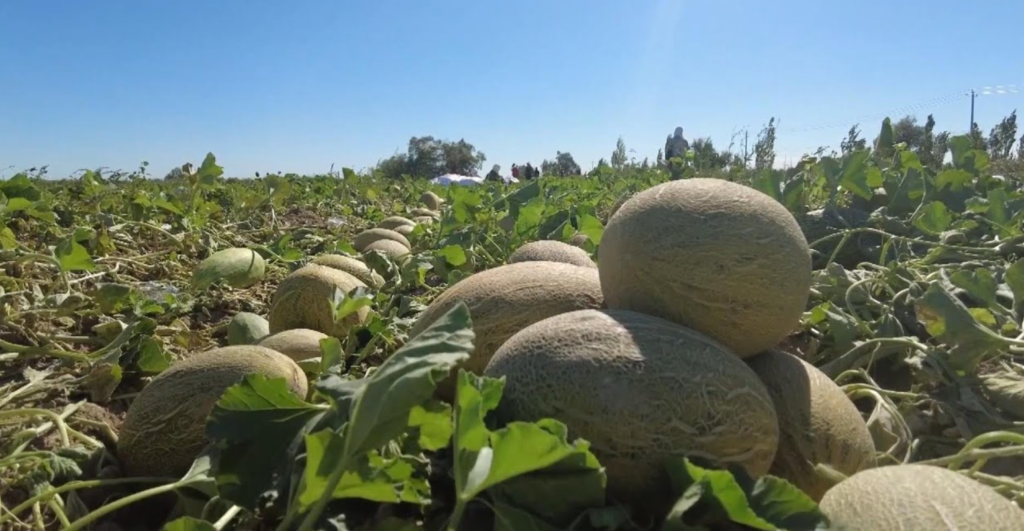 Hami Melon