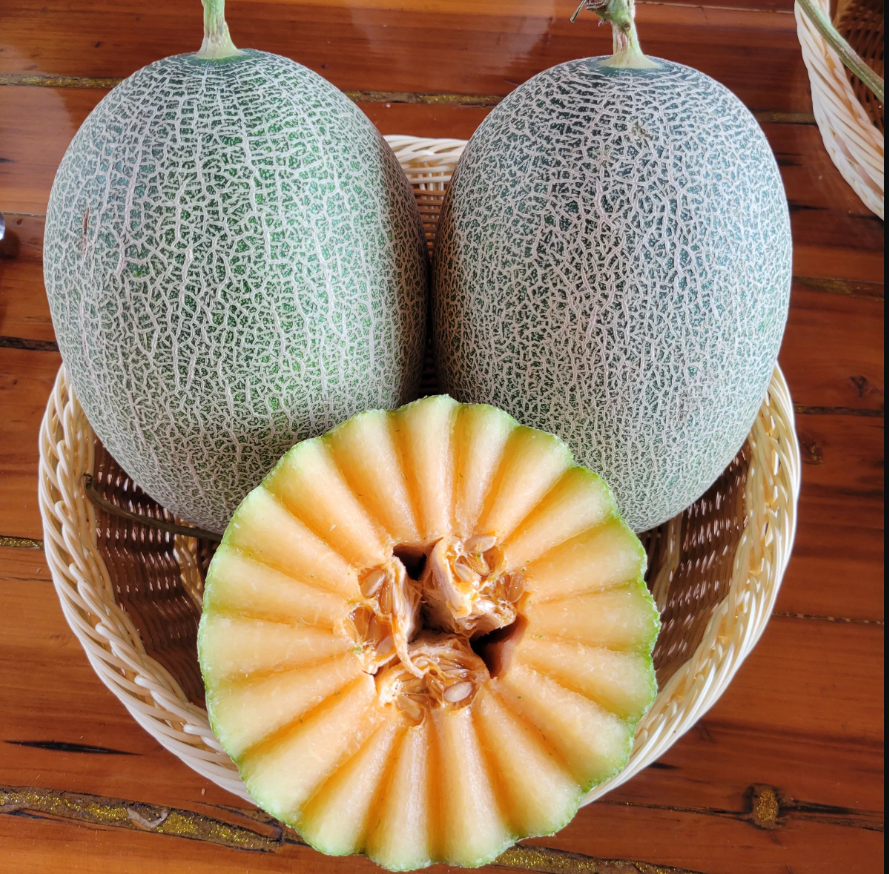 Hami Melon